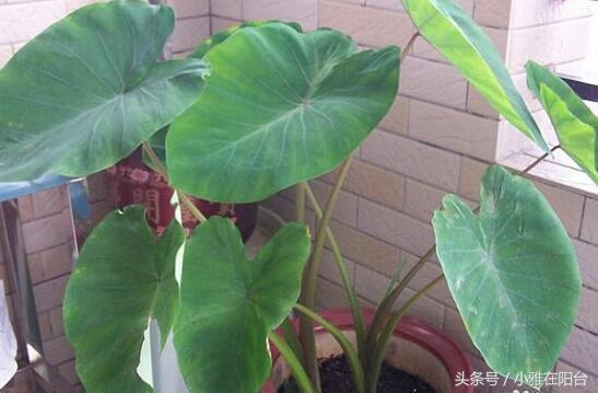 男孩误食滴水观音事件引发科普热议，医生回应与植物知识普及的重要性