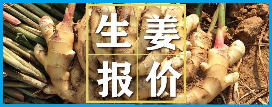 山东生姜最新价格行情概览
