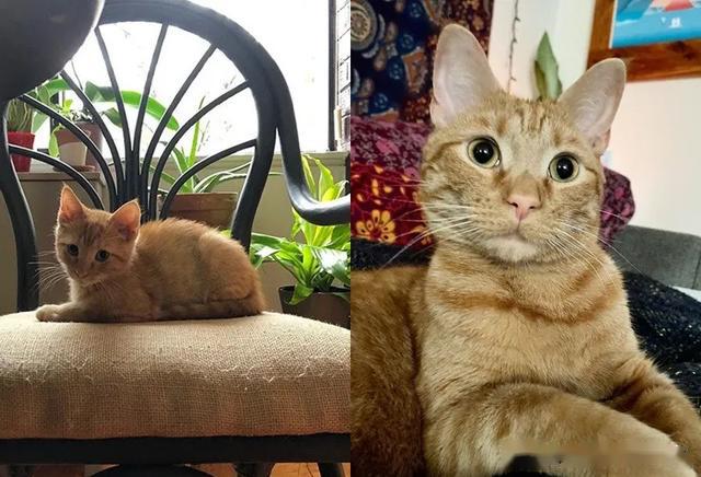 猫咪APP官方最新版，时代猫奴的新宠