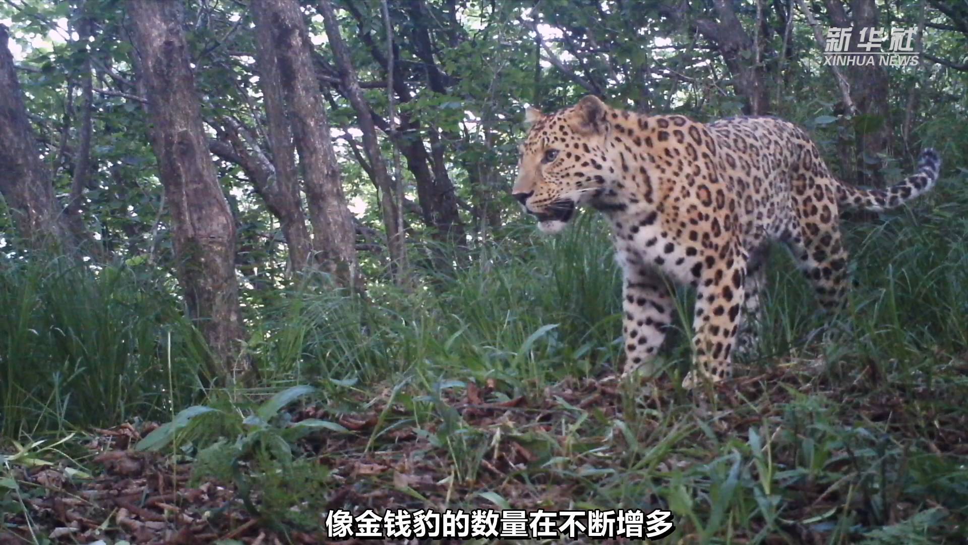 秦岭新物种