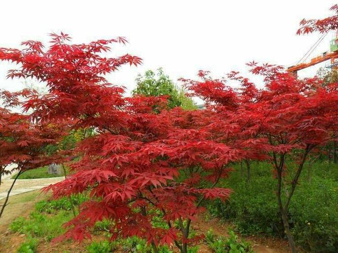 探索红枫最新季节之美，前沿资讯大揭秘