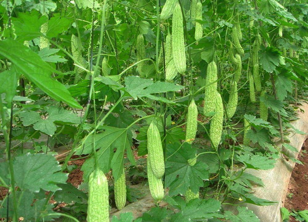 最新苦瓜种植步骤指南，从种植到收获的全流程管理