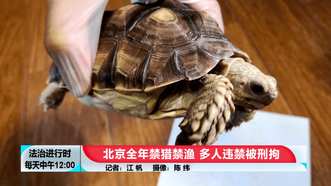 全网热议！最新裸奔男事件揭秘